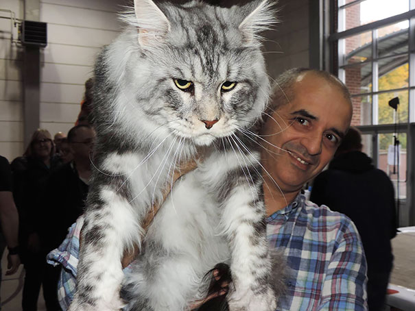 Man holding a large, fluffy Maine C**n cat indoors.