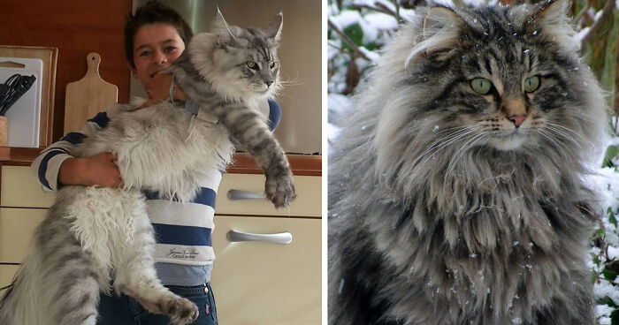 Person holding a large Maine C**n cat indoors and close-up of a fluffy Maine C**n cat with green eyes outdoors.