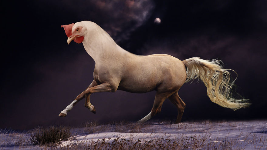 Photoshopped hybrid animal with a horse's body and a chicken's head running in a surreal landscape.