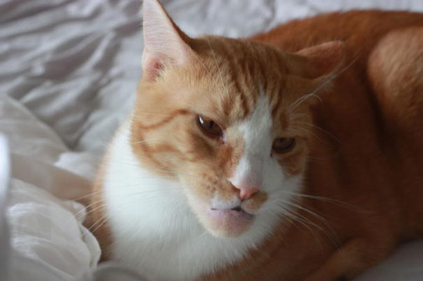 Orange and white cat with a swollen face after being stung by bees or wasps.