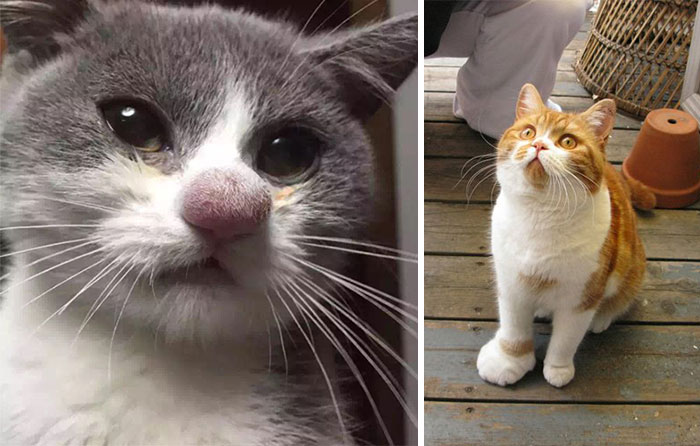 37 Cats Who Got Stung By Bees And Wasps