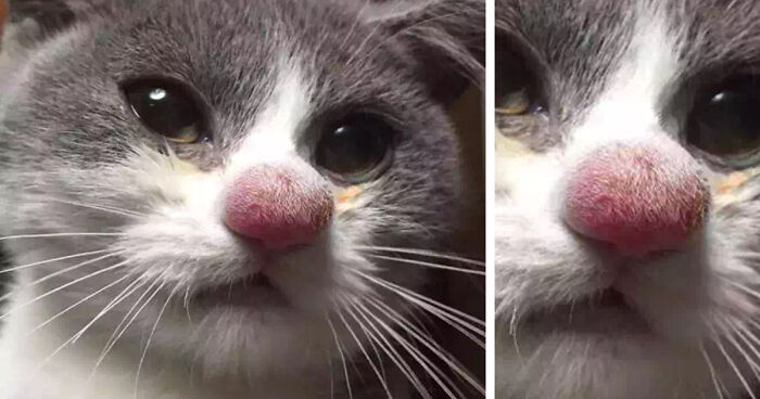 37 Cats Who Got Stung By Bees And Wasps