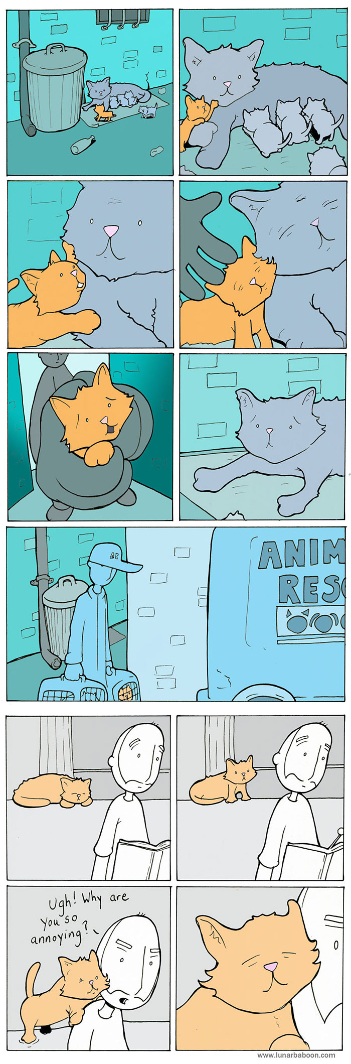 Cat Comics