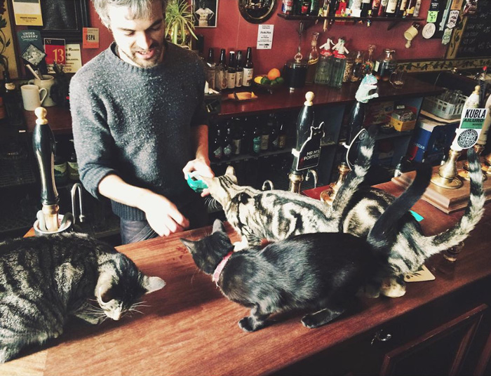 cat-pub-bar-bag-of-nails-bristol-uk-29