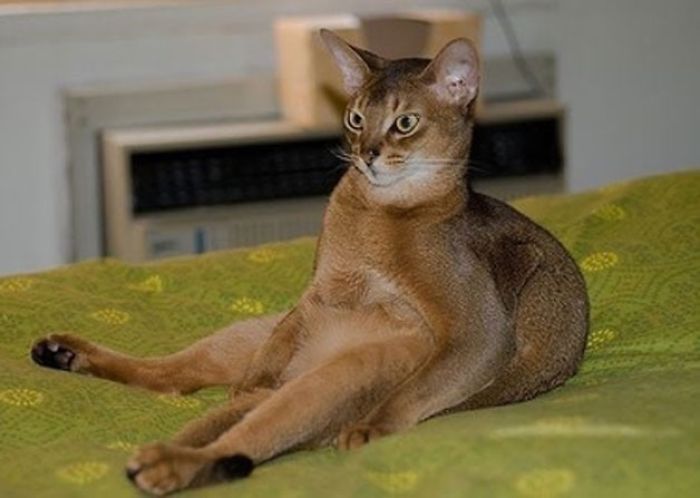 Cats Sitting Like Humans