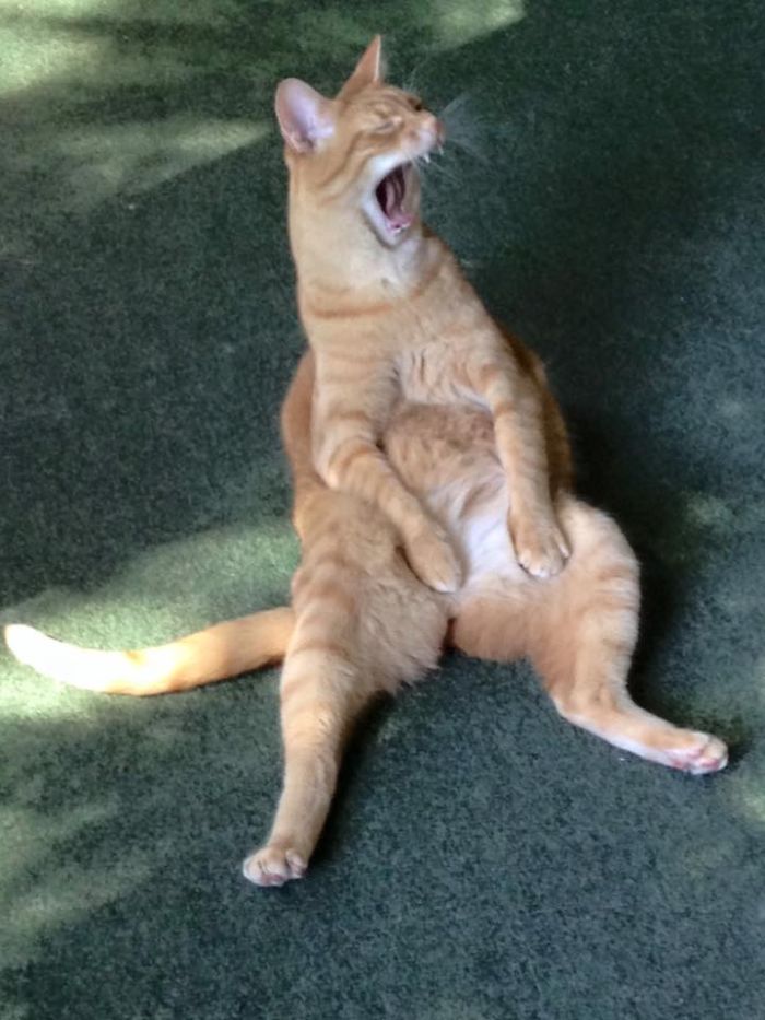 Cats Sitting Like Humans