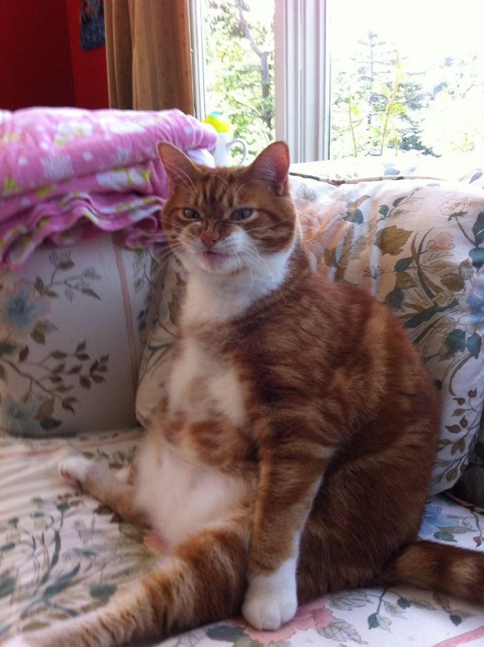 Cats Sitting Like Humans