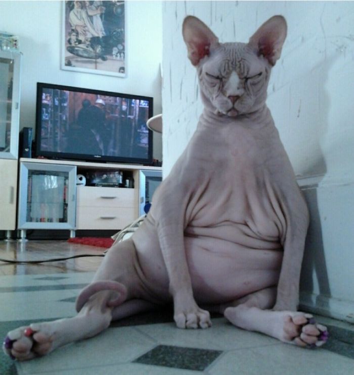 Cats Sitting Like Humans