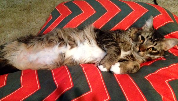 Maine C**n cat lying relaxed on a red and black patterned cushion, showing fluffy fur and gentle expression.