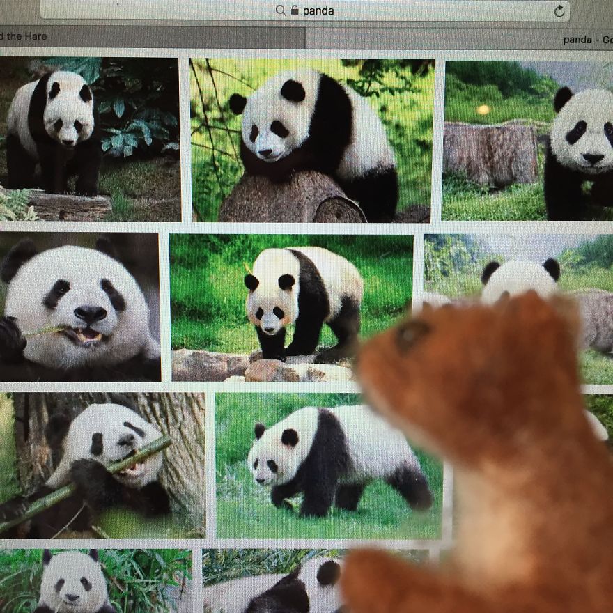 Copyright And Plagiarism As Explained By A Spectacled Bear And A Baby Weasel. Copyright And Plagiarism As Explained By A Spectacled Bear And A Baby Weasel.