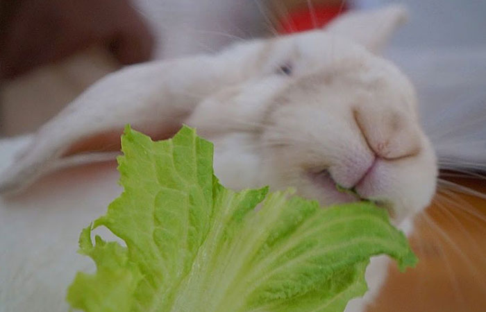 Our Bunny That We Adopted Is Always Happy