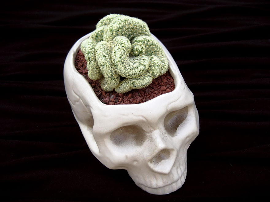 Skull Planter