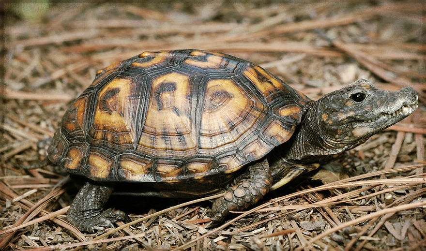Strange animal hybrid with a turtle shell and a bird-like head on forest floor.