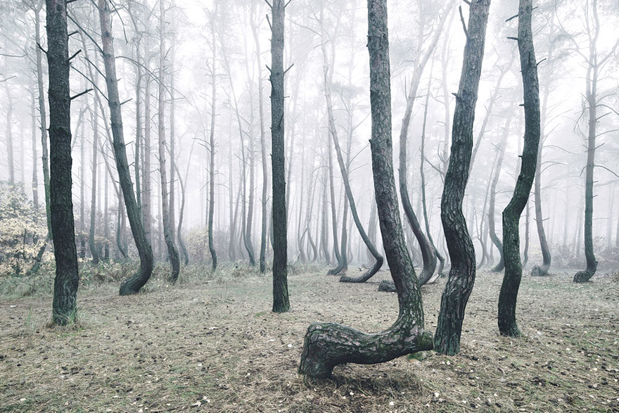 crooked-forest-krzywy-las-kilian-schonberger-poland-9 crooked-forest-krzywy-las-kilian-schonberger-poland-9