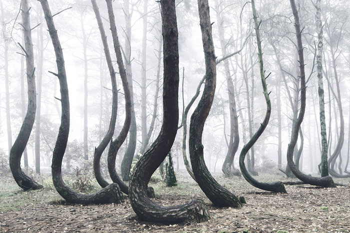 Mysterious Forest Of 400 Crooked Trees In Poland Is Still A Mystery For Scientists