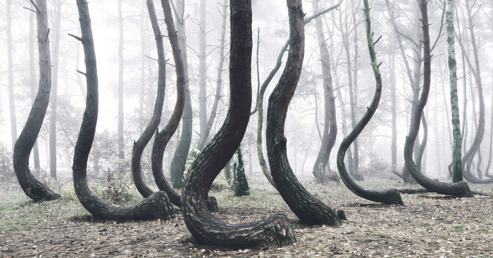 Mysterious Forest Of 400 Crooked Trees In Poland Is Still A Mystery For Scientists