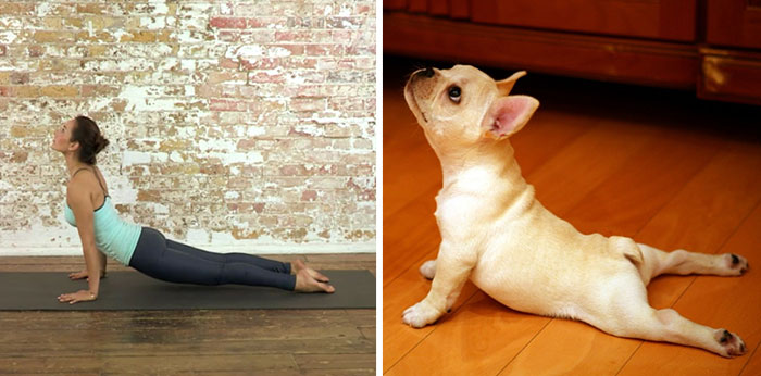 18 Cute Animals Showing You Some Yoga Poses