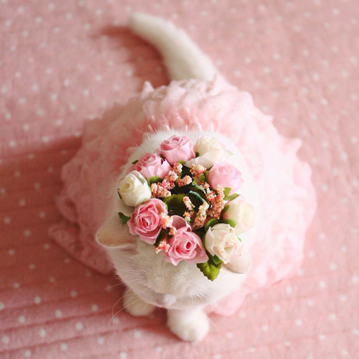 cute-japanese-cat-scottish-fold-17-year-old-ura-9