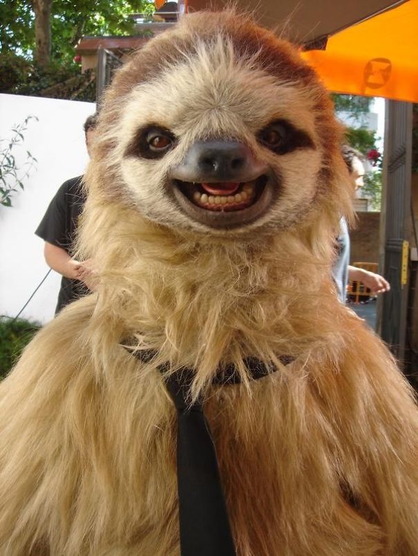 Cute Sloth Saved By A Travelling Wildlife Group