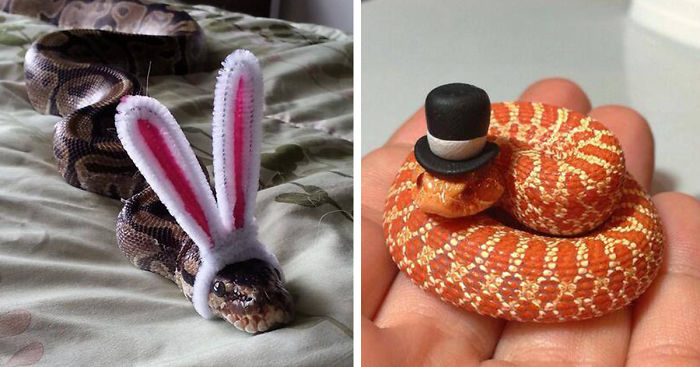Scared Of Snakes? Put A Hat On It!
