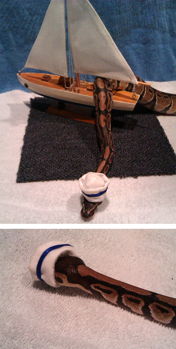 Snake In A Hat