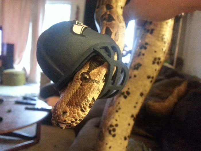 Snake In A Hat