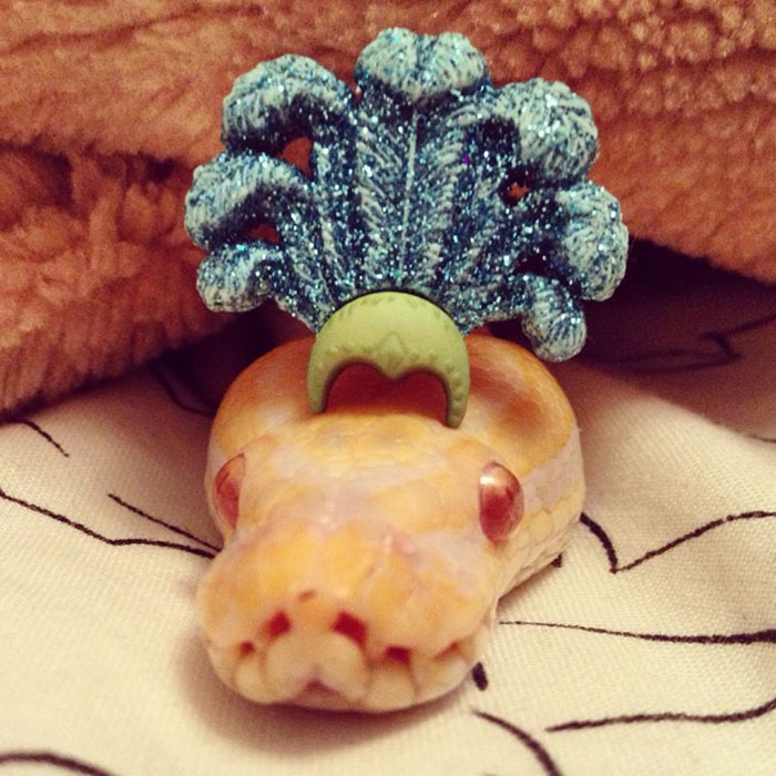 Meet Sunny The Show Snake!