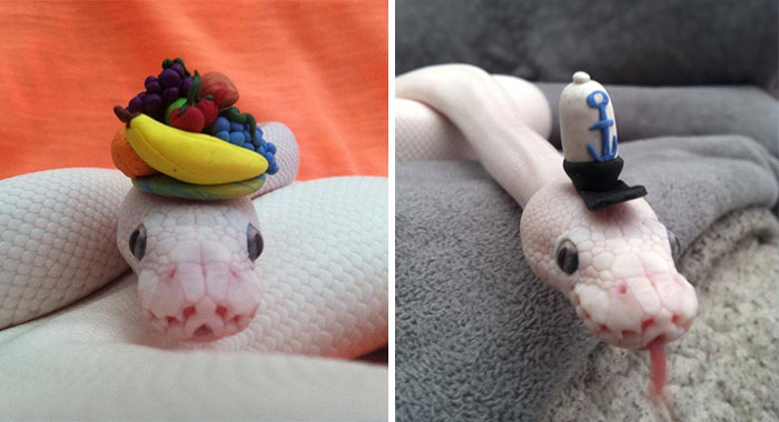 Snake In A Hat