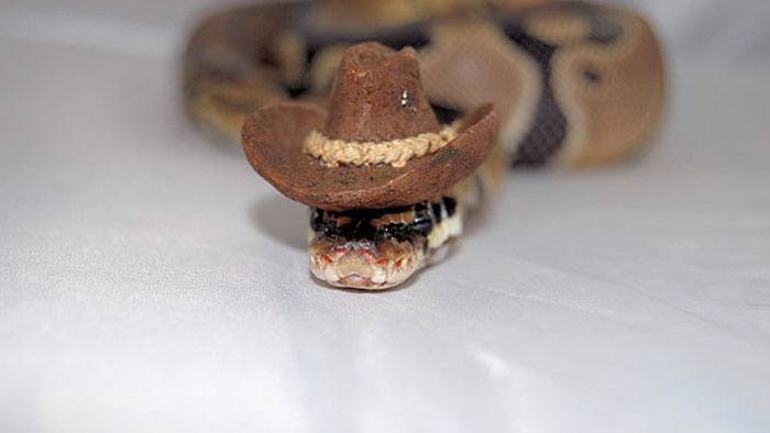 Snake In A Hat