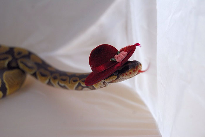 Snake In A Hat