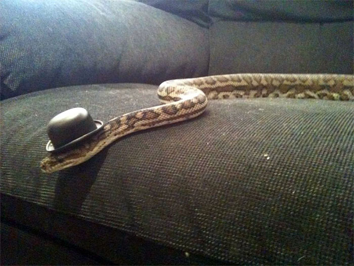 Snake In A Hat