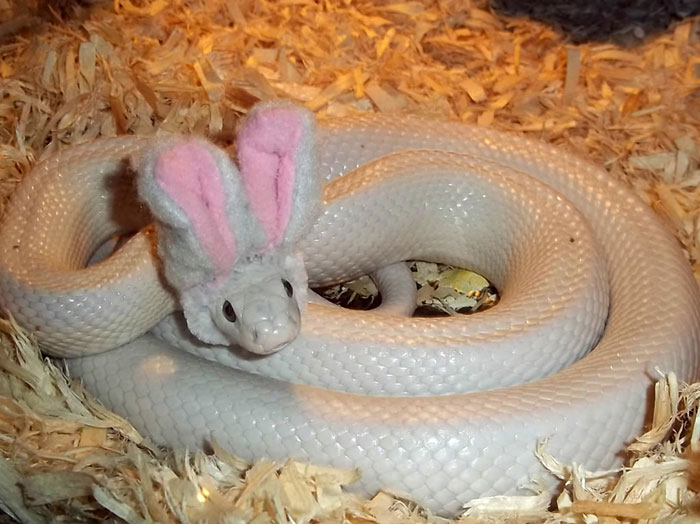 Snake In A Hat