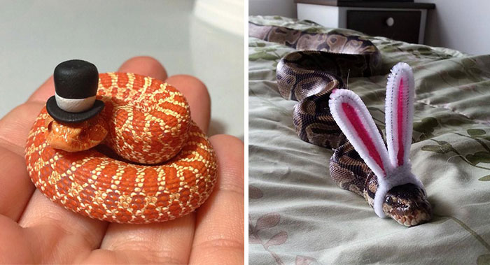 Scared Of Snakes? Put A Hat On It!