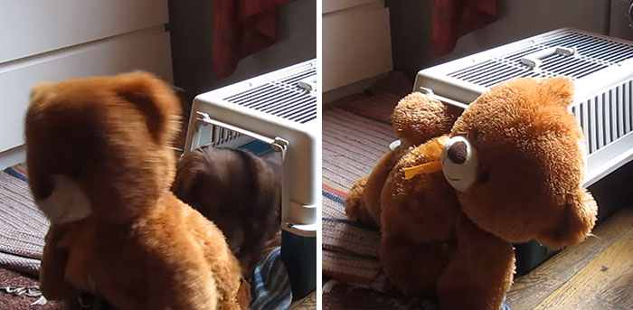 Determined Dachshund Tries To Pull His Giant Teddy Bear Inside His Carrier