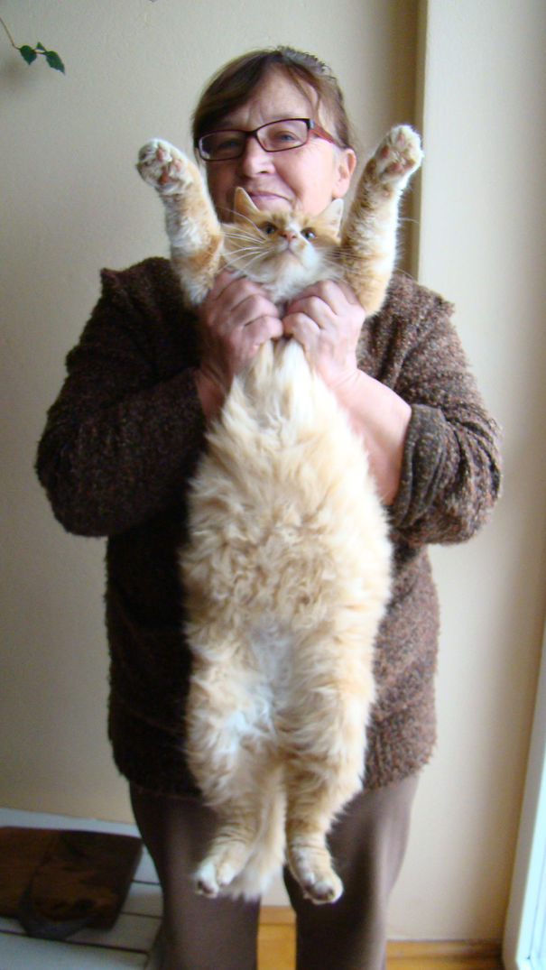 Woman holding a large Maine C**n cat with fluffy fur and raised front paws indoors by a window.