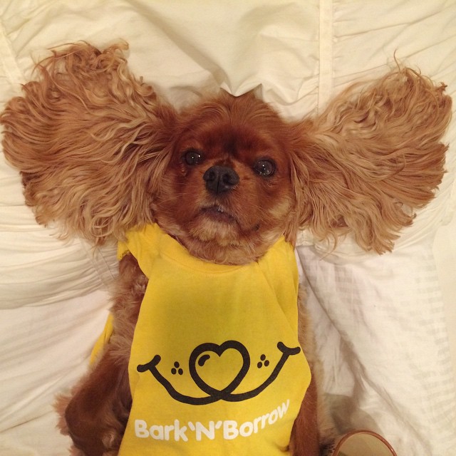 dog-borrow-rental-app-barknborrow-22 dog-borrow-rental-app-barknborrow-22