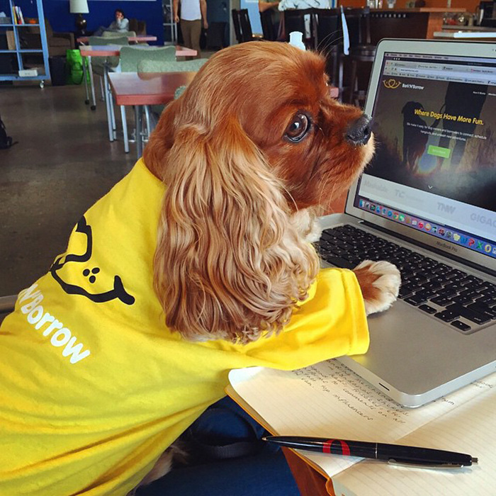 dog-borrow-rental-app-barknborrow-3 dog-borrow-rental-app-barknborrow-3