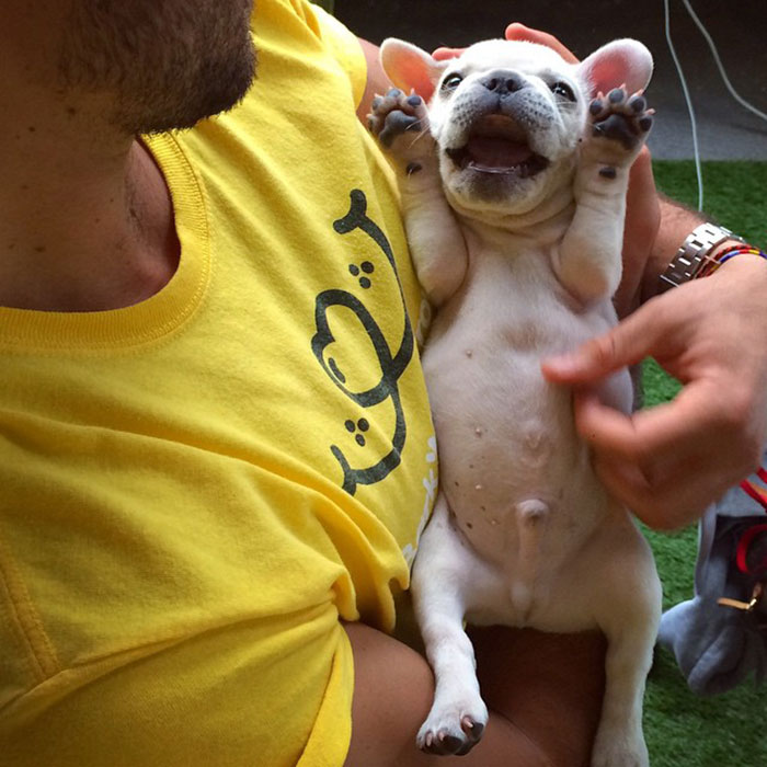 dog-borrow-rental-app-barknborrow-32 dog-borrow-rental-app-barknborrow-32