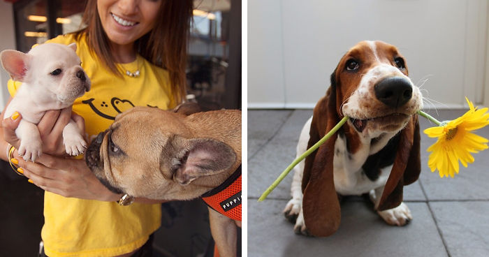 New App Lets You Borrow A Dog To Walk And Play With