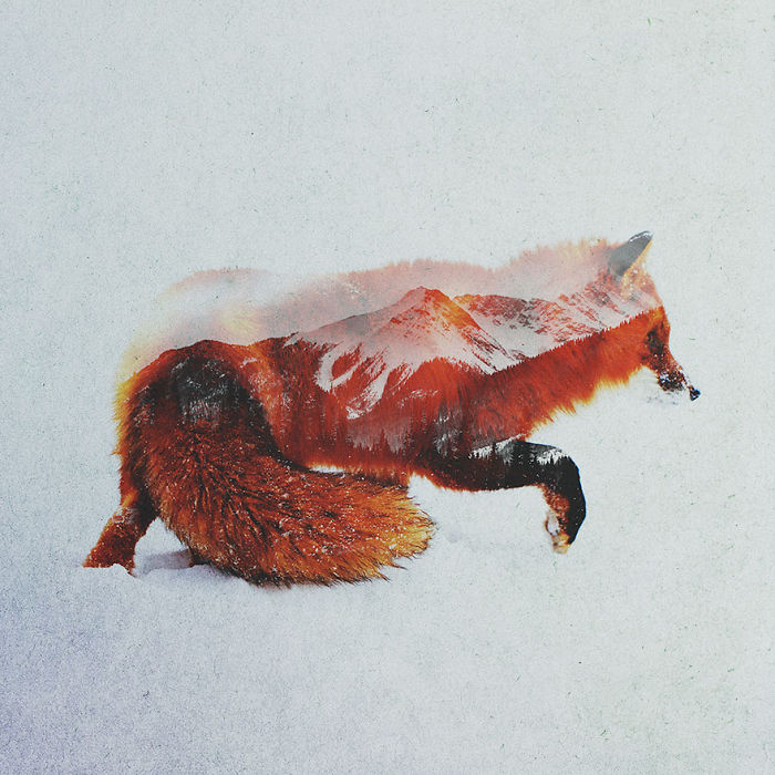 Double Exposure Portraits Of Wild Animals That Reflect Their Habitat
