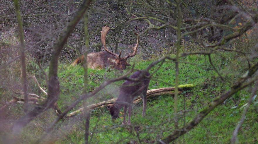 Father Deer At The Daycare