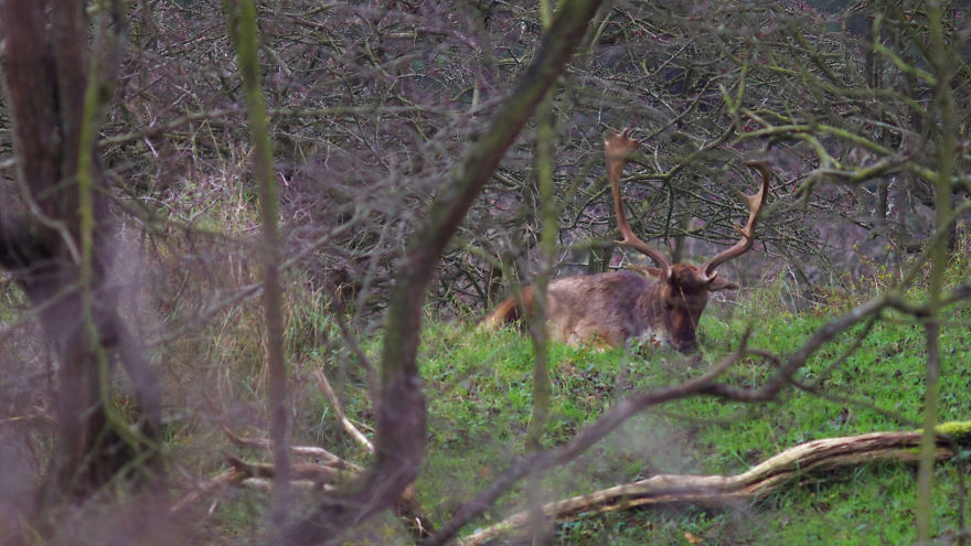Father Deer At The Daycare