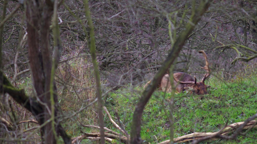 Father Deer At The Daycare
