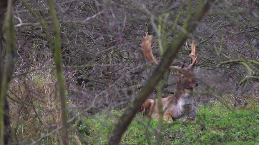 Father Deer At The Daycare