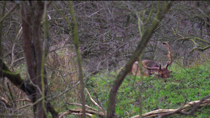 Father Deer At The Daycare