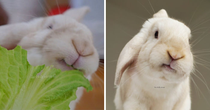 Our Bunny That We Adopted Is Always Happy