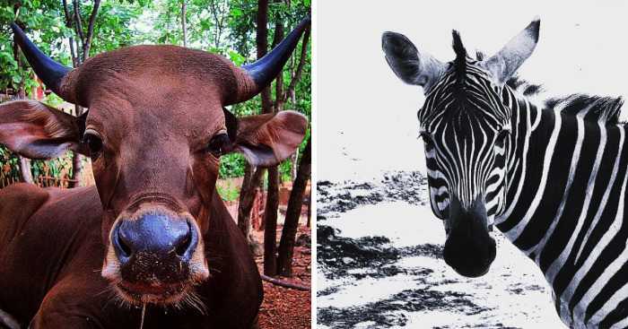 A State Of Awesomeness: When Animals Become Models