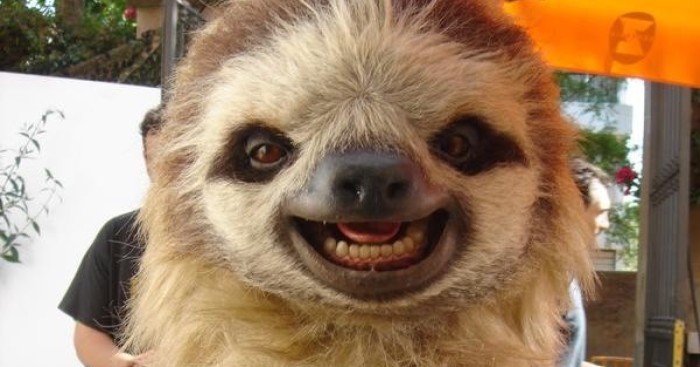 Cute Sloth Saved By A Travelling Wildlife Group