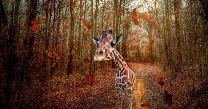 I Used My Iphone To Create A Way For This Giraffe To Leave The Zoo