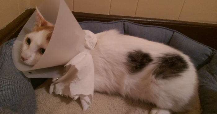 I Found Two Feral Kittens And Helped Them Start New Lives